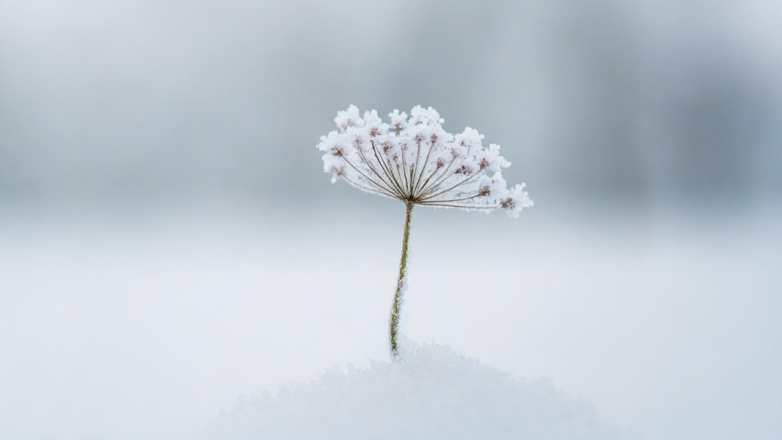 Why Cold Weather Changes Skin Behaviour — Not Just Skin Comfort